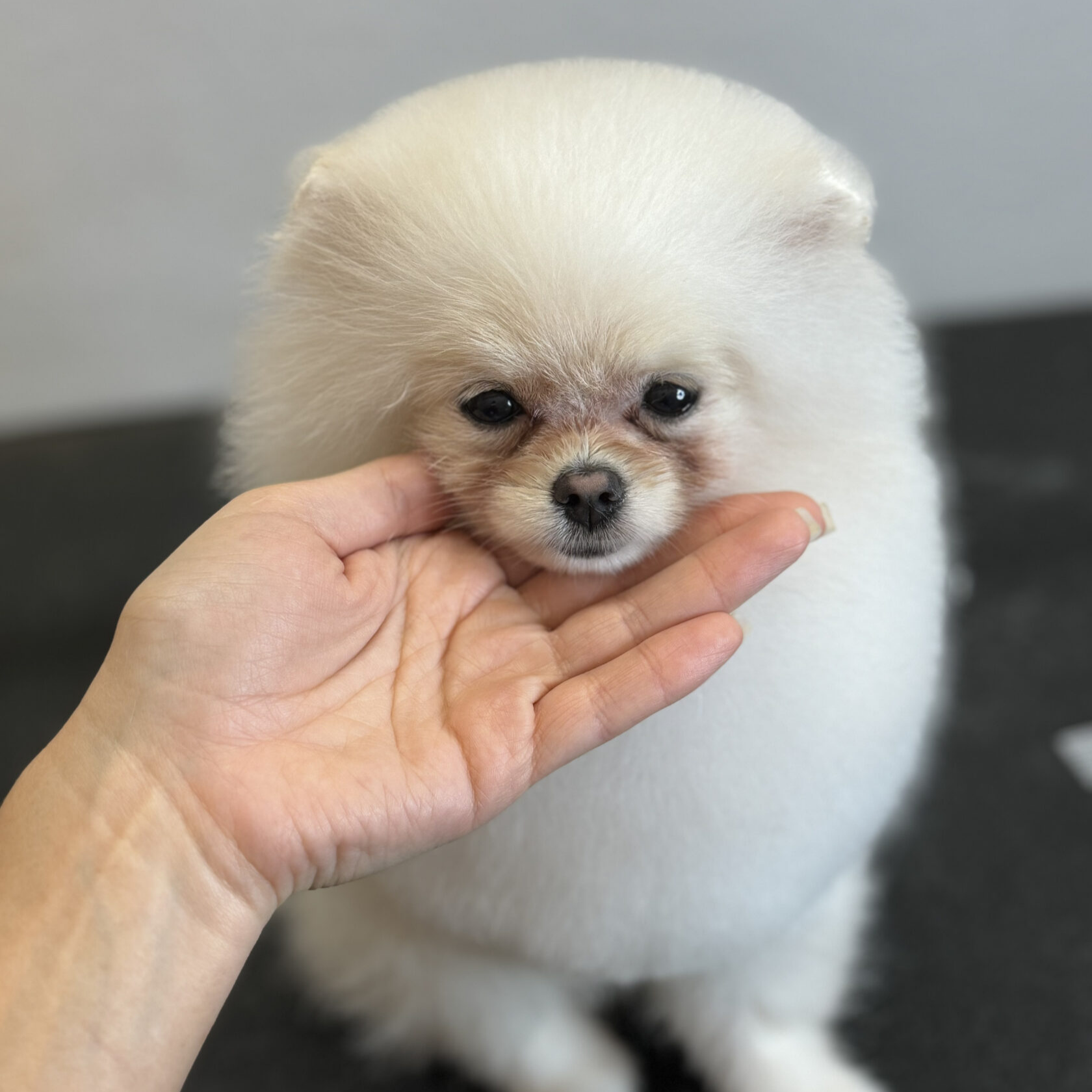White Pomeranian after grooming