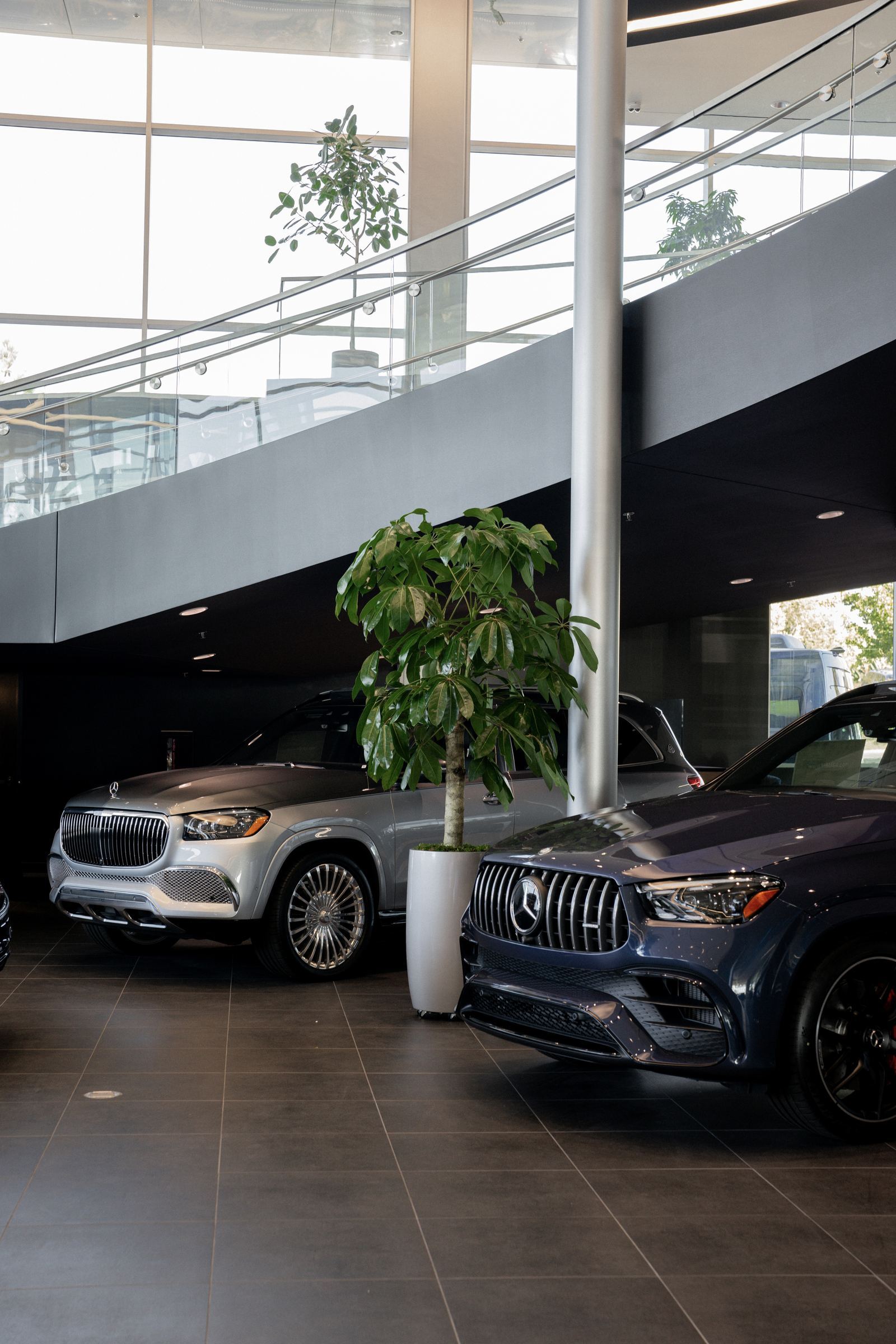 A tall plant between cars in the dealership atrium
