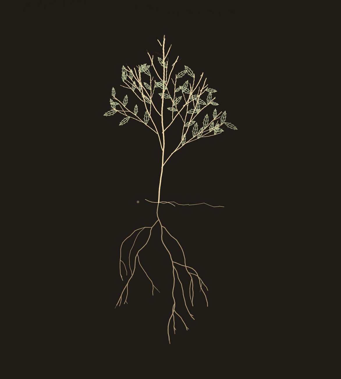 Stay — a fully grown ash tree on the screen