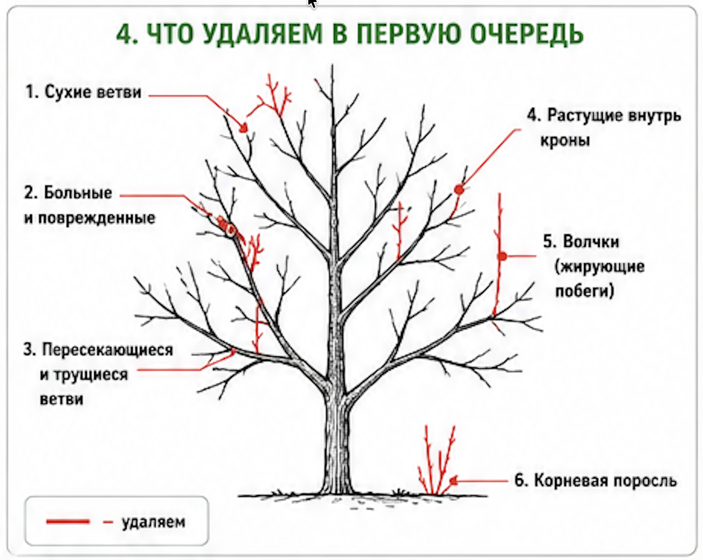 Пошаговая инструкция первой обрезки молодого саженца плодового дерева (яблони, груши, сливы). Диаграмма показывает порядок удаления ветвей при санитарной и формирующей обрезке. Первая очередь: сухие и мертвые ветви, которые не имеют живой коры. Вторая очередь: больные ветки с видимыми признаками болезни, пятнами, трещинами. Третья очередь: перекрещивающиеся ветви, которые трутся друг о друга и повреждают кору. Четвертая очередь: ветви, растущие внутрь кроны в направлении центра дерева. Пятая очередь: побеги, конкурирующие с центральным проводником - вертикальные волчки, растущие рядом с главным стволом. Шестая очередь: низко расположенные ветви ниже 40-50 см от земли. Удаляемые ветви отмечены красными крестиками и стрелками. Зеленые стрелки показывают ветви, которые нужно сохранить для формирования правильной кроны.