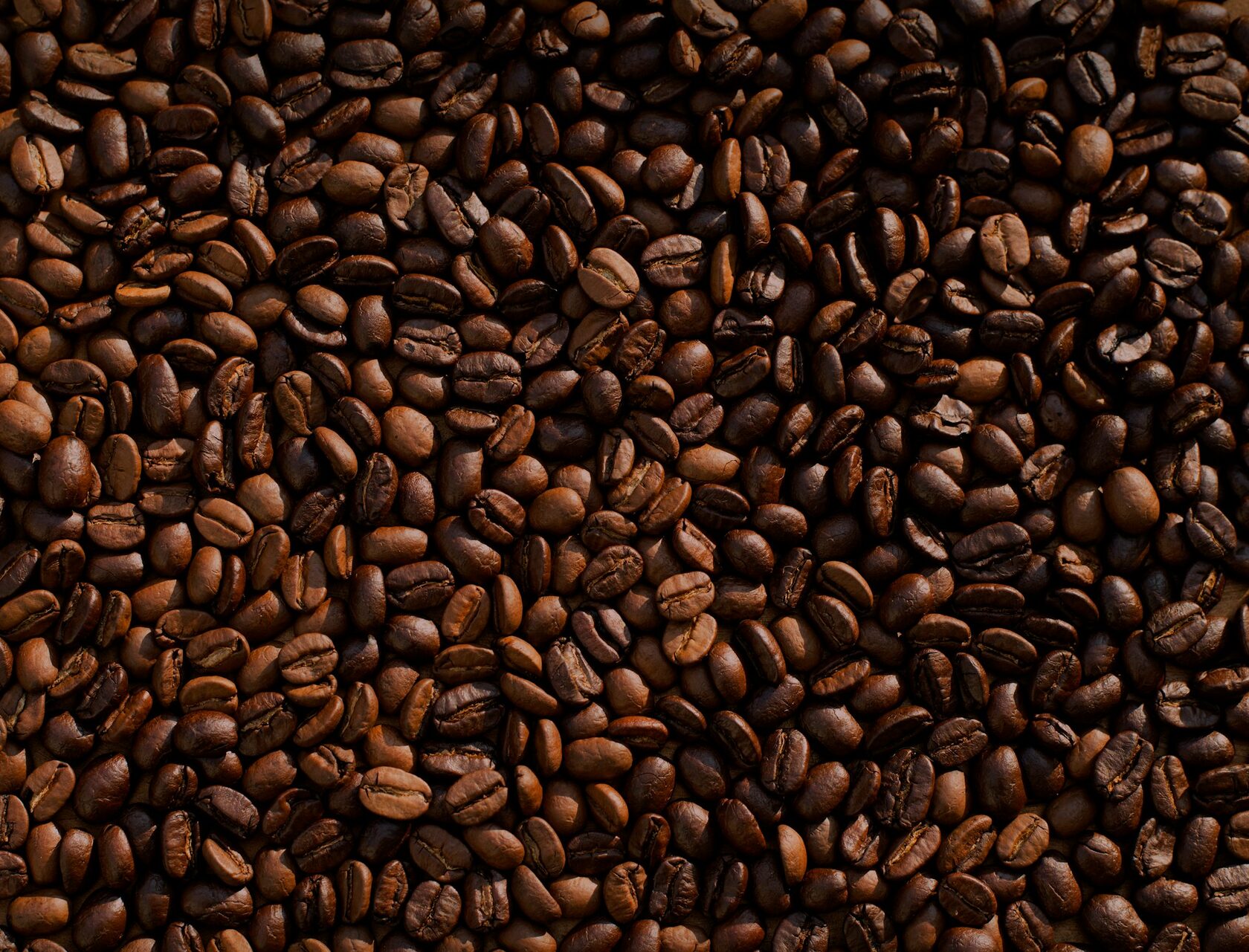 Premium coffee beans distribution