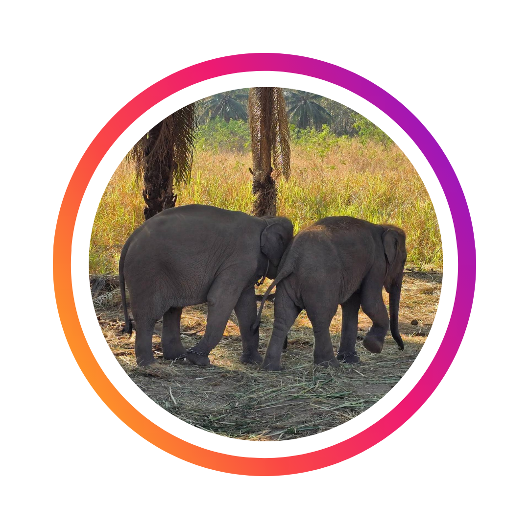 Elephant Home
