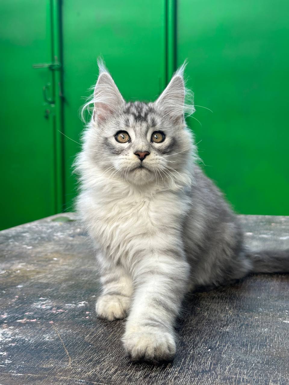 Котята мейн-кун Казахстан