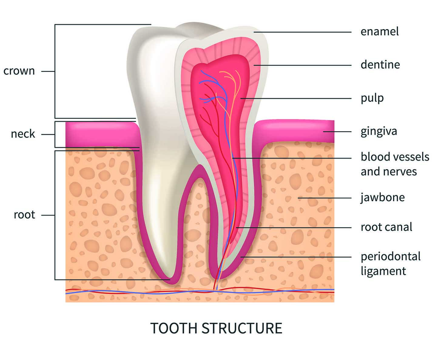 The Ultimate Guide to Saving Your Natural Teeth: Benefits, Treatments ...