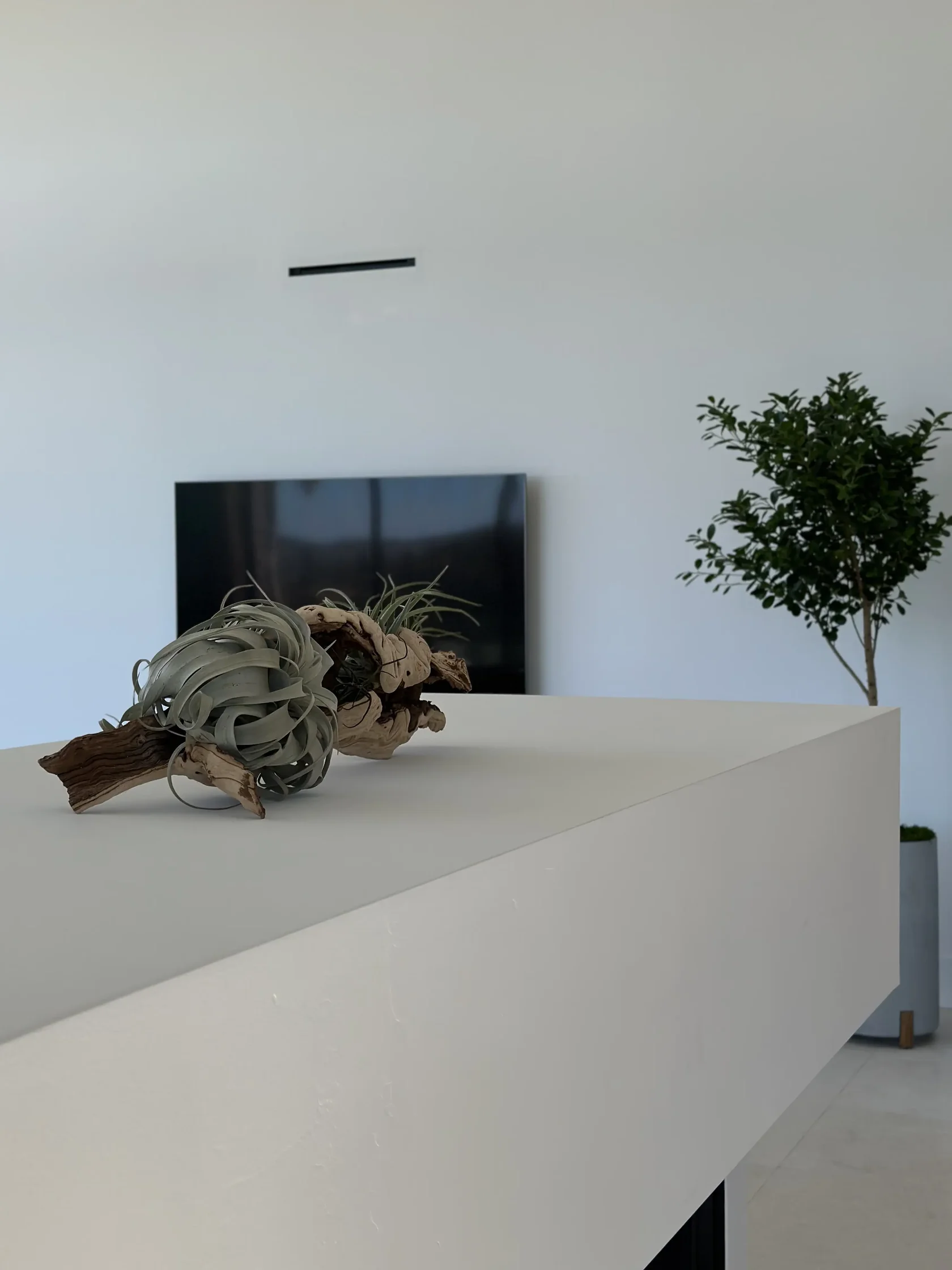 Air plants set into a piece of driftwood on a kitchen island