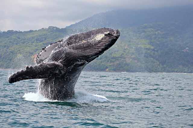 Ballena jorobada saltando fuera del agua con montañas brumosas al fondo