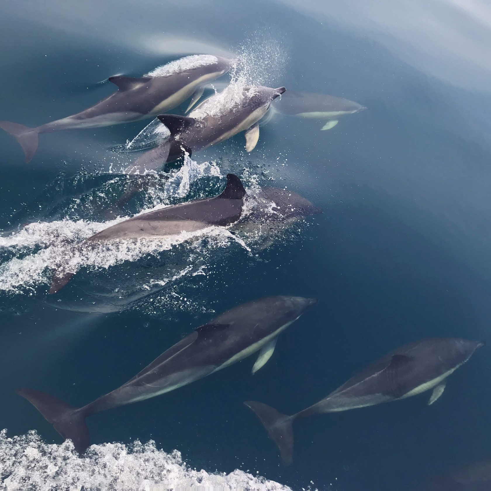 Large flocks of dolphins