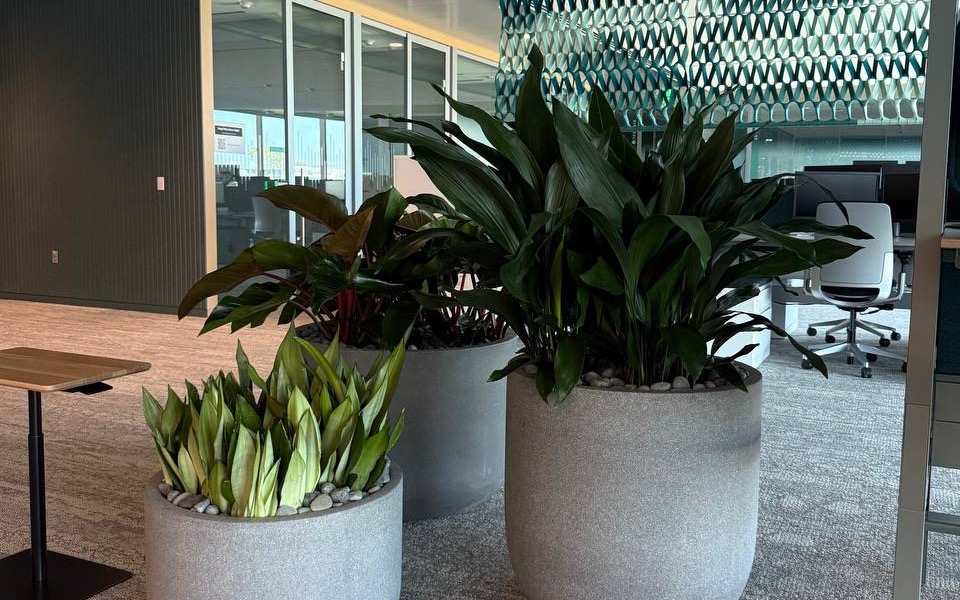 Variegated snake plants and a taller aglaonema grouped in gray planters near a bank of desks