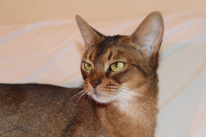 Abyssinian Cats & Abyssinian Kittens in USA | Bimini Cats