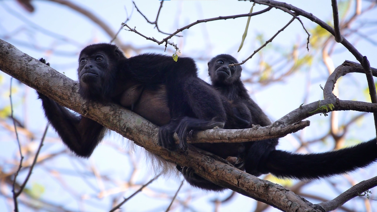 Villa Pacifico in Costa Rica Animal