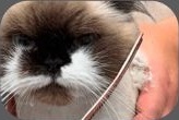 Cat being trimmed