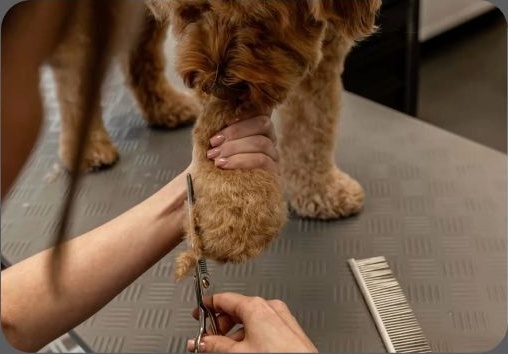 Pink Bone groomer carefully trimming a dog's paw