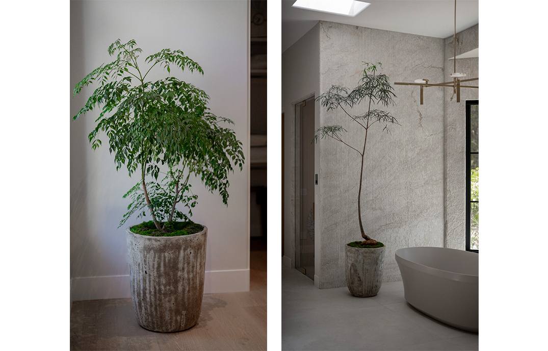 ceramic plant pot 30cm Buy Money Plant In Ceramic B/W Leggy Pot 20-30cm