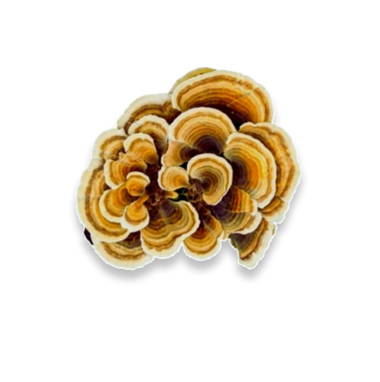 Trametes versicolor — ინდაურისკუდა