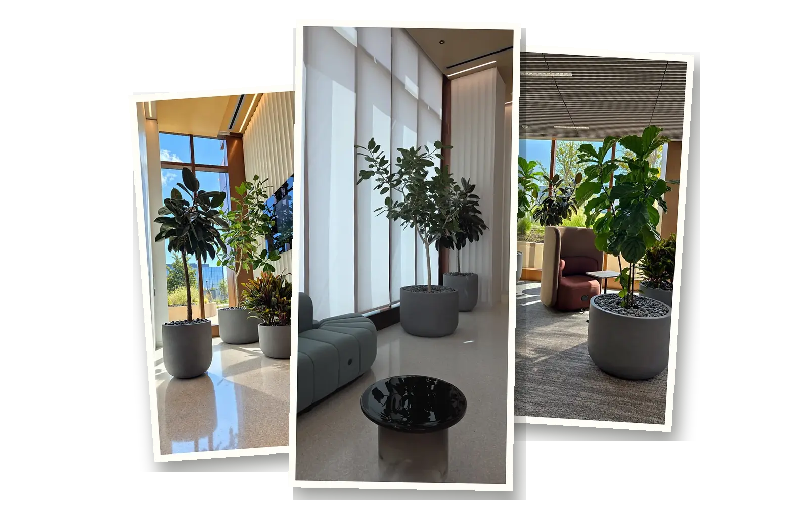 Three plantings at Bristol Myers Squibb's San Diego research hub