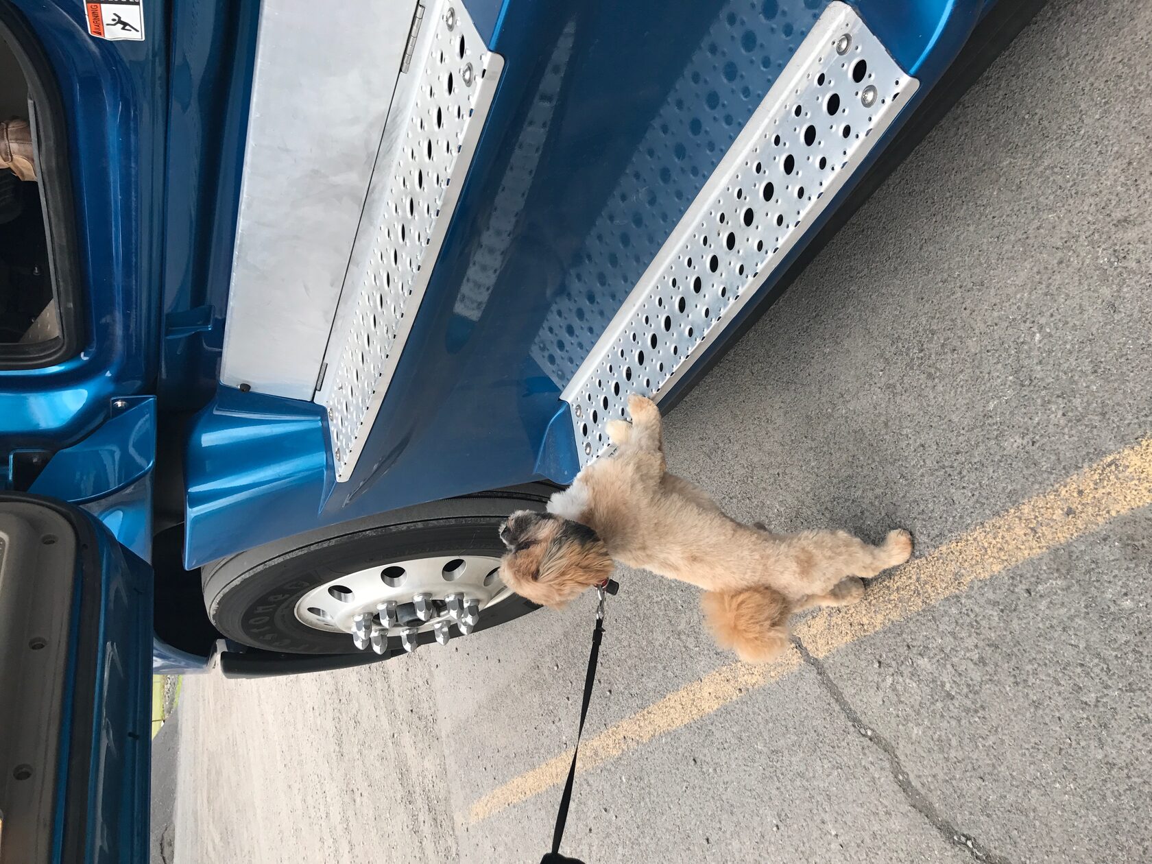 Pet beside AmericanStar truck