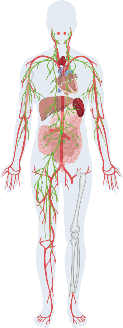 Hematopathology Biology Diagrams