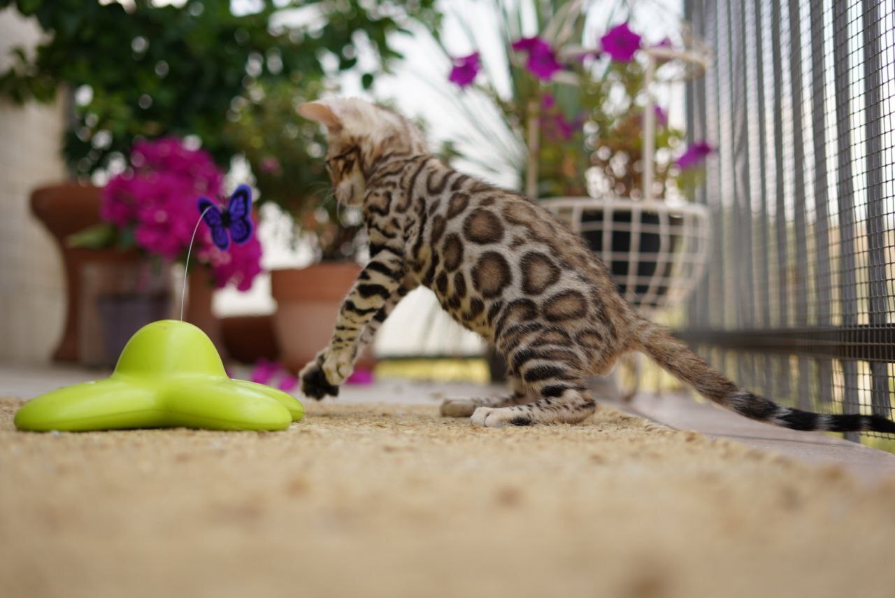 Portachiavi Gatto Legno Souvenir - Ciondolo Tigre Regalo Gattari