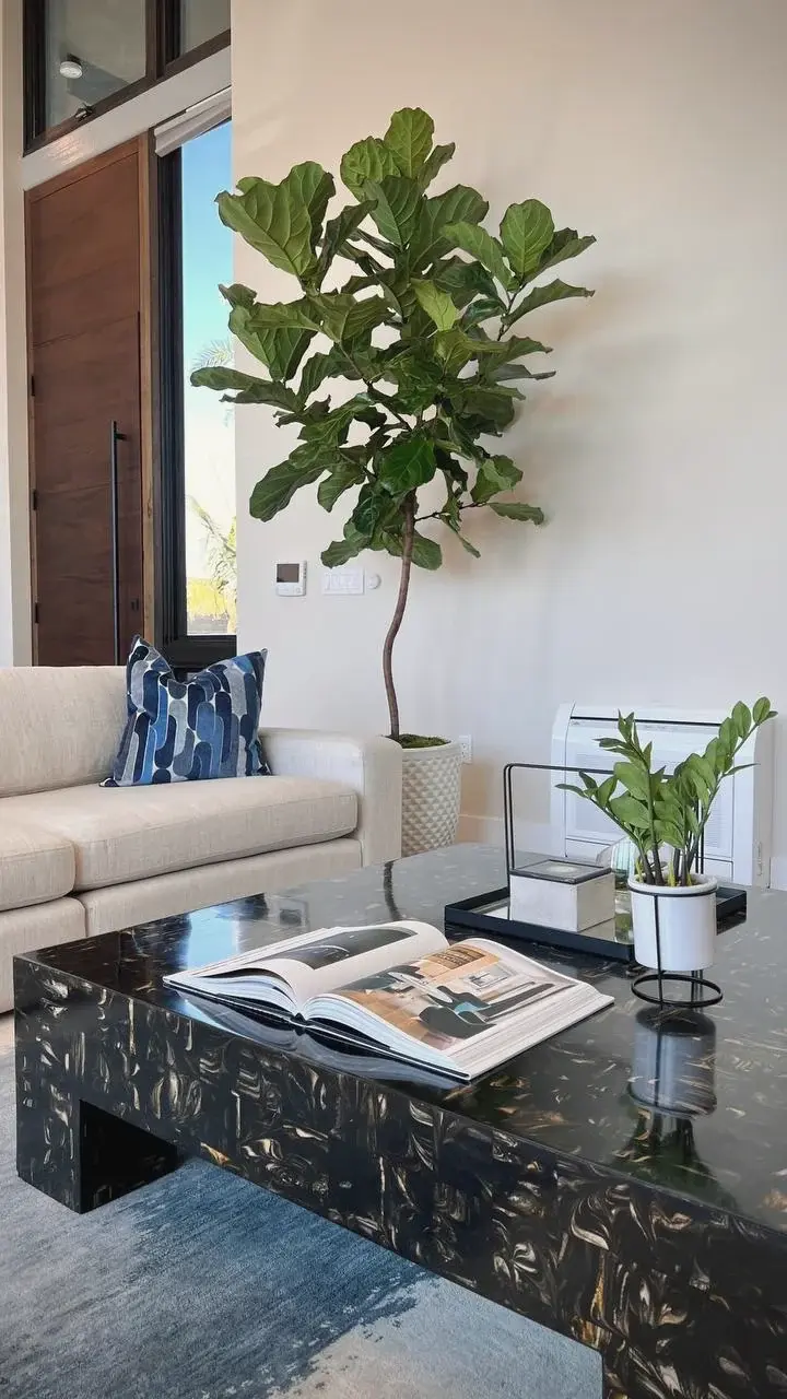 A fiddle-leaf fig in a living room