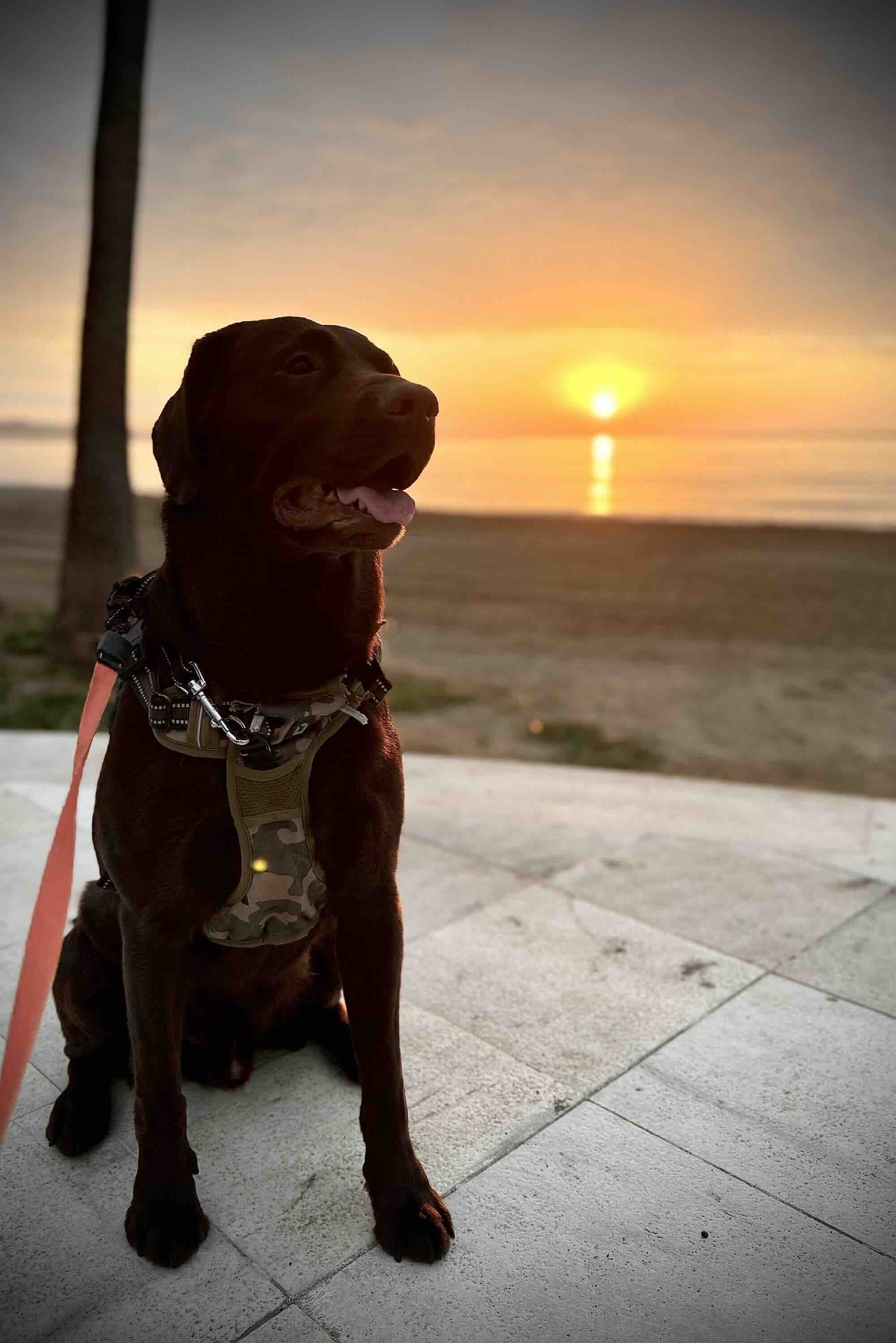 Dobby, el labrador chocolate
