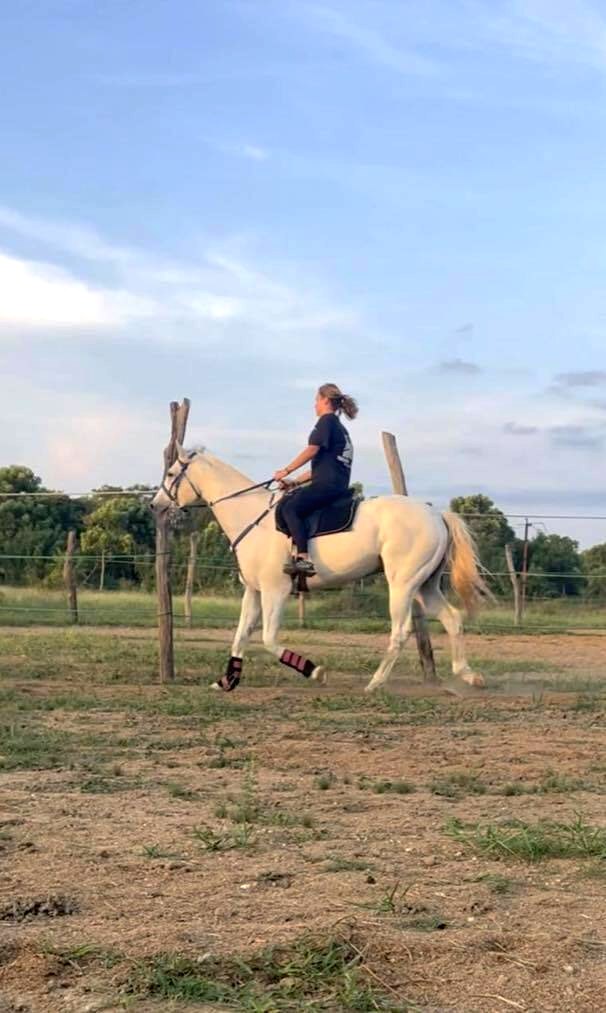White horse moving calmly under saddle during training at Vonfidel Ranch