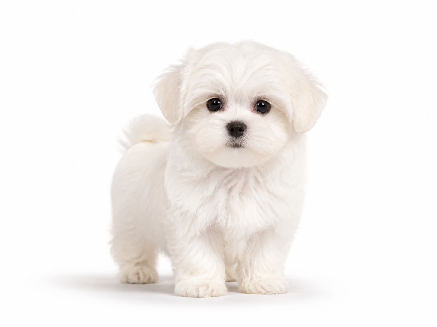 Maltese puppy