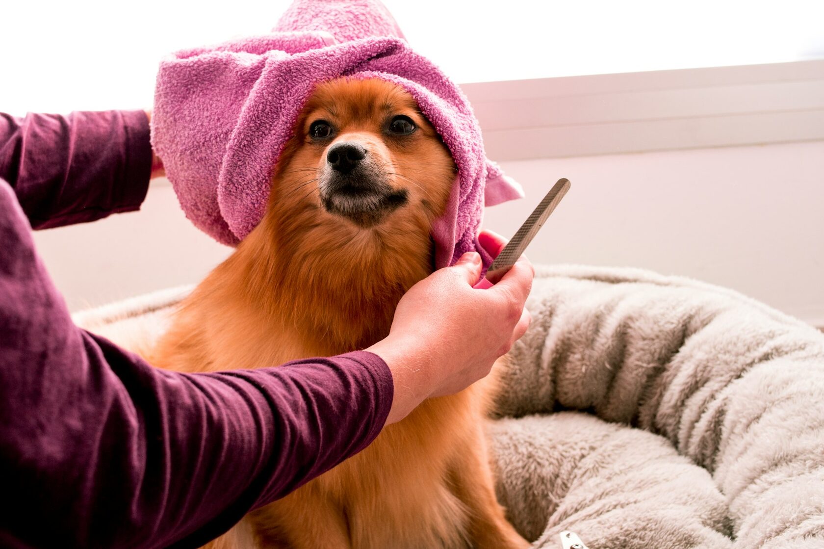 Professional dog grooming care at Pink Bone salon