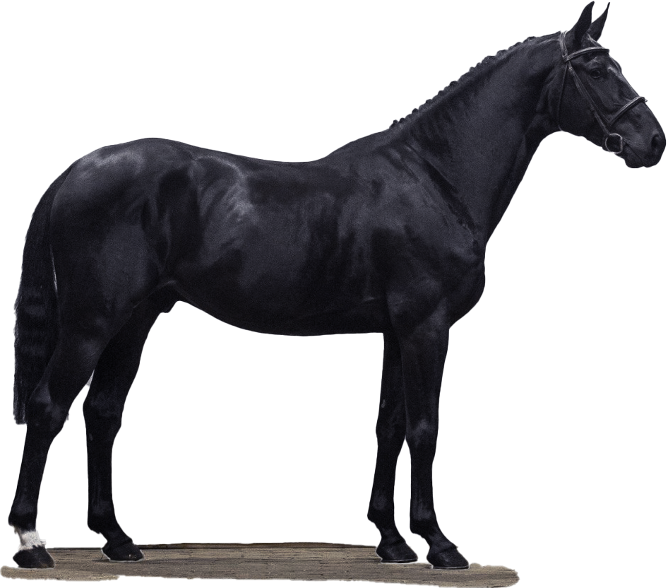 Black Horse