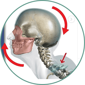 Cráneo y columna cervical