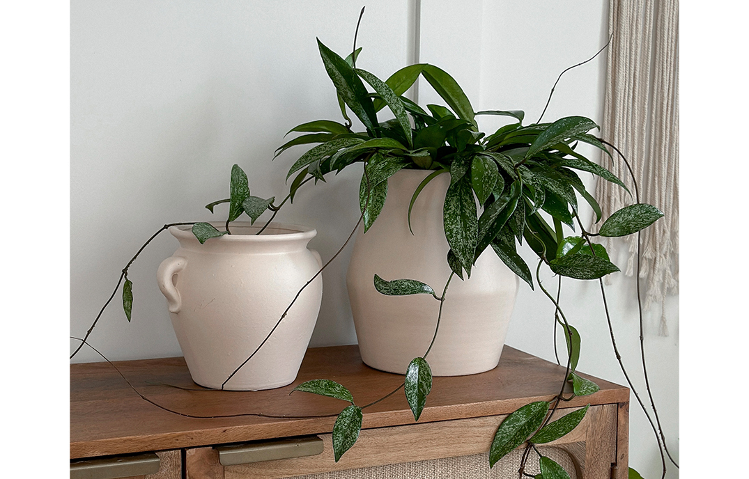 Plants for Friends | Plantscaping in LA, San Diego, Orange County