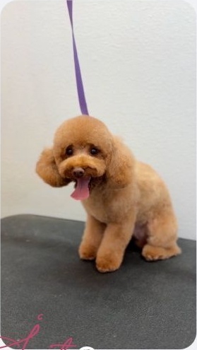 Apricot poodle after grooming