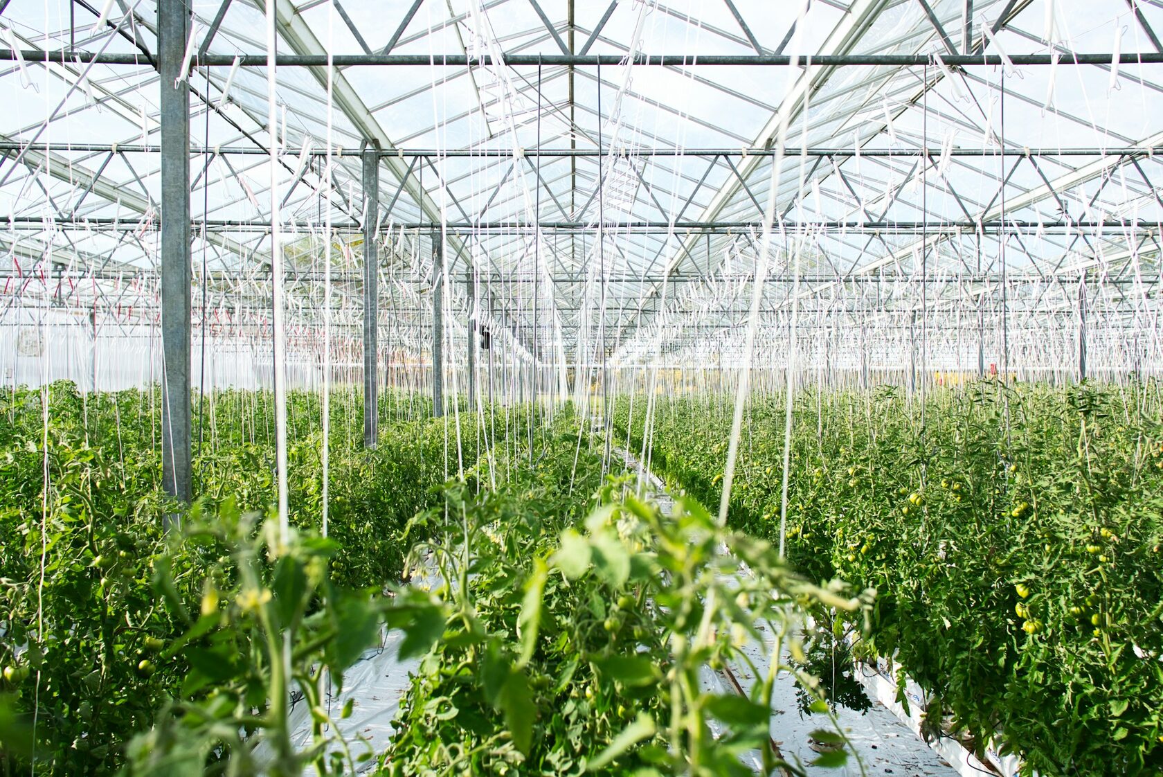 Greenhouse Irrigation