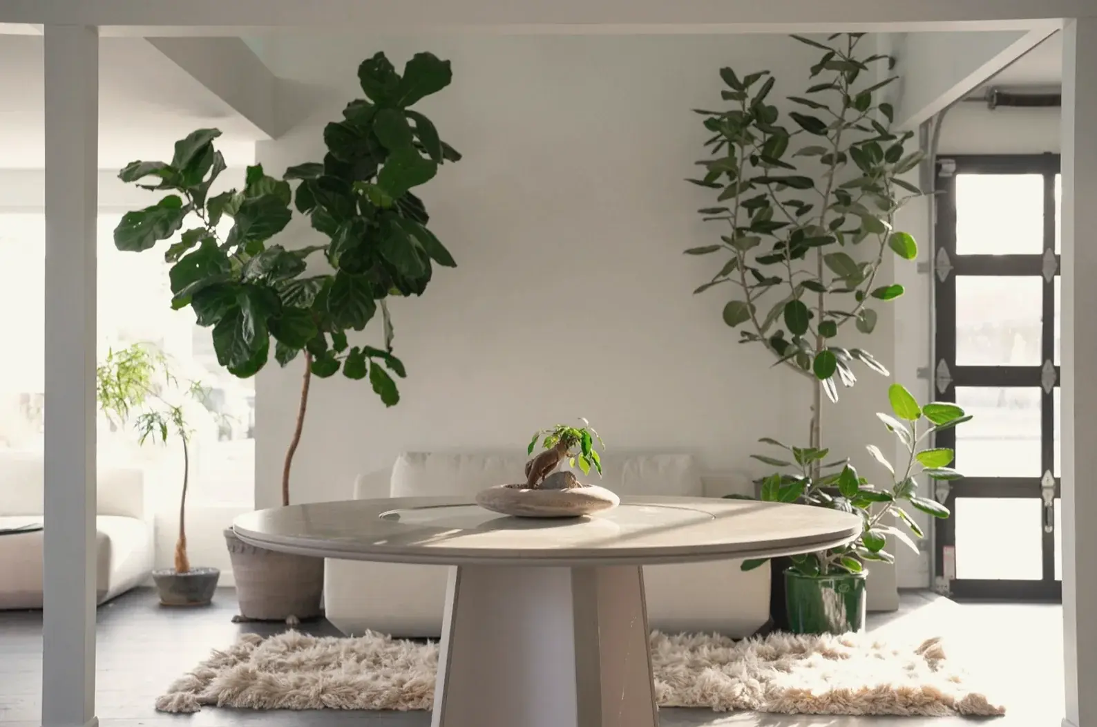 Fiddle-leaf figs and olive trees around a round table in an interior design studio in Encinitas