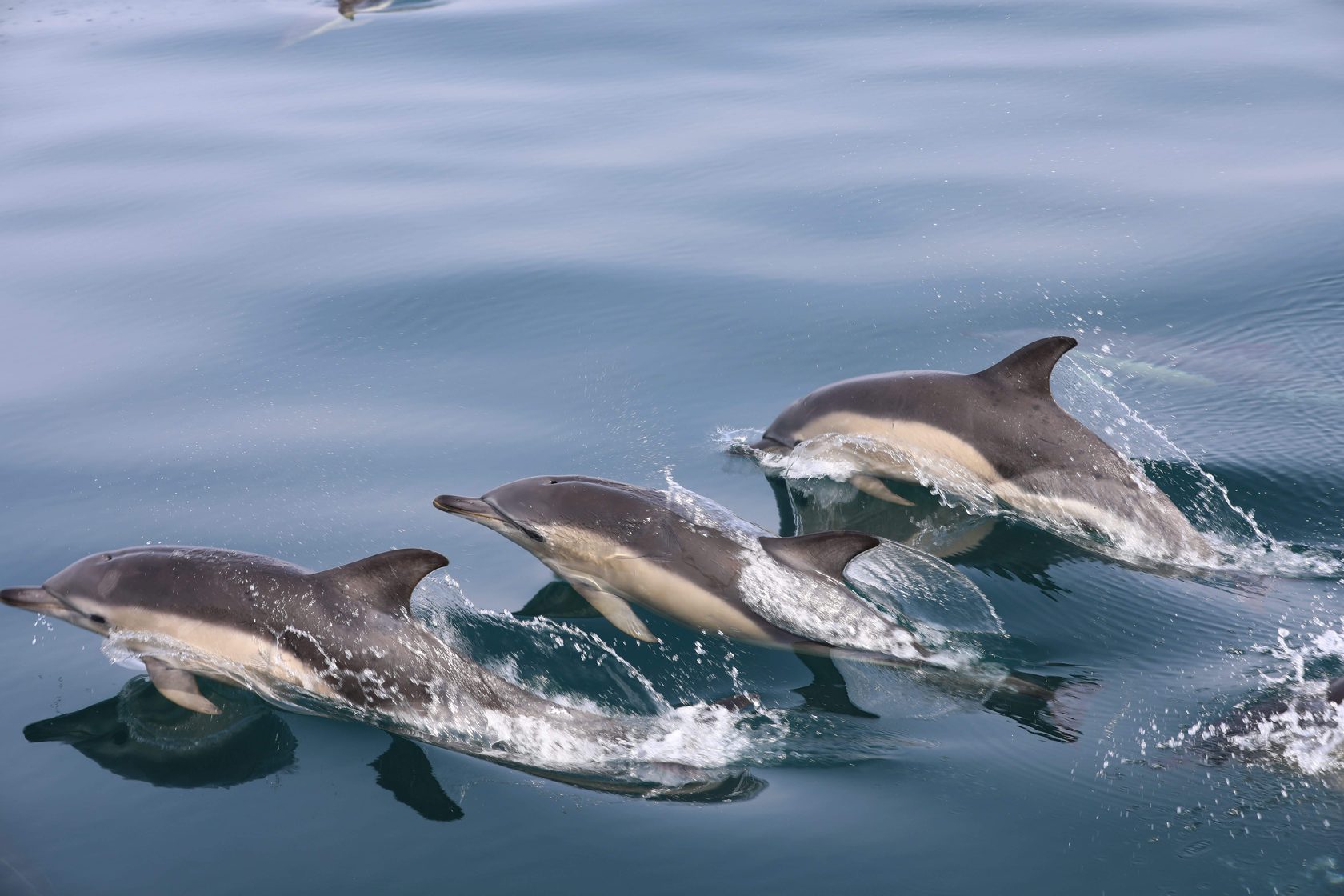 Dolphins Ireland 