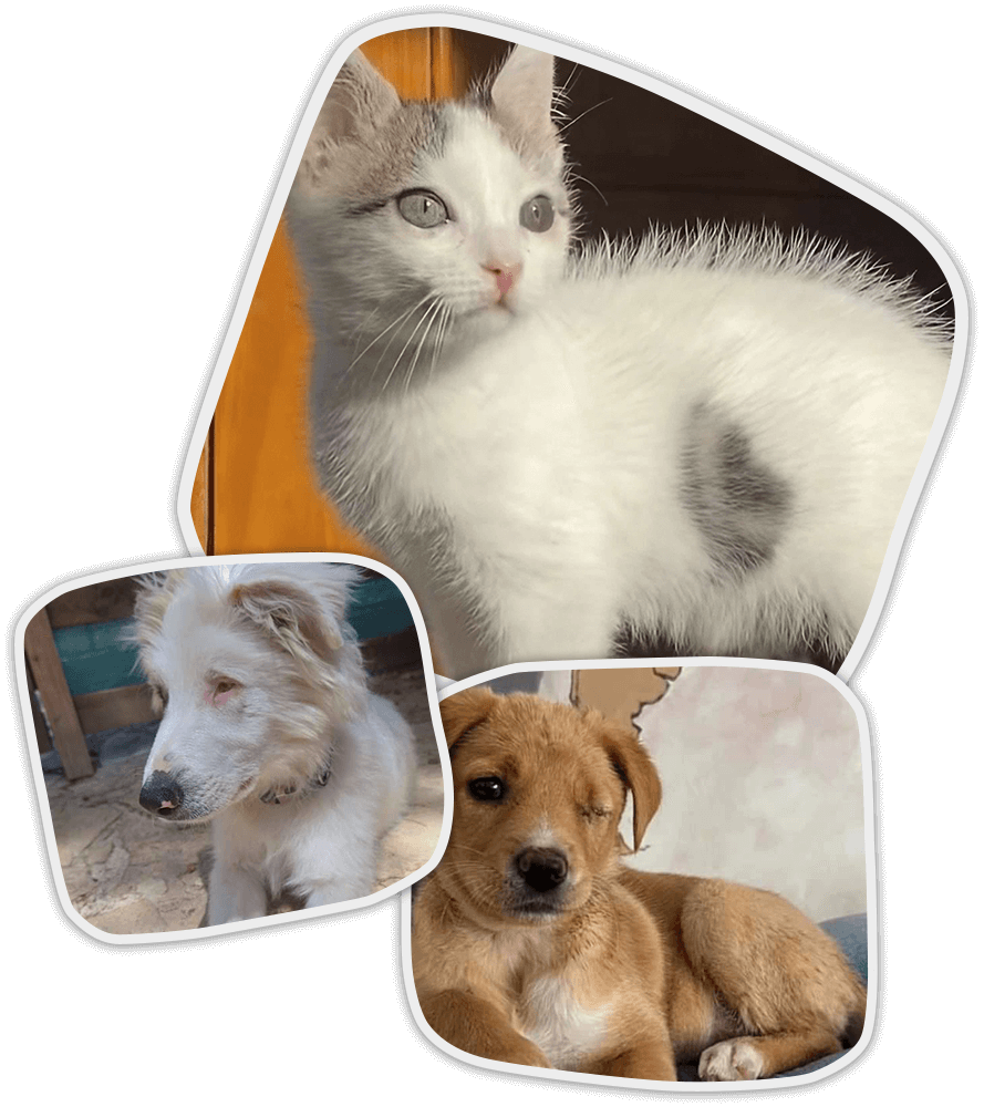 Gato blanco buscando adopción