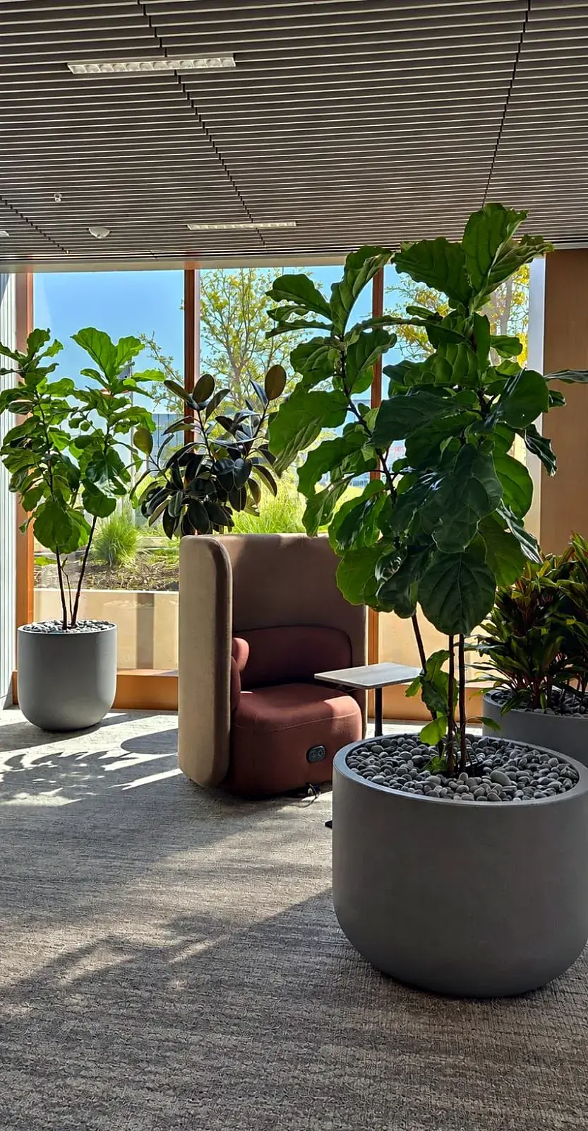 A fiddle-leaf fig in a lounge at Bristol Myers Squibb