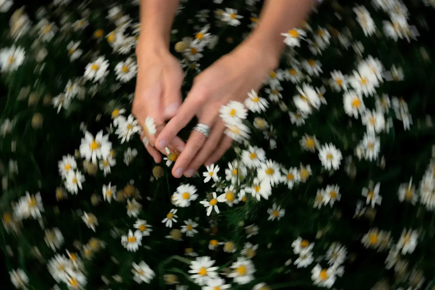 Woman's hands cradling wild daisies in a blurred summer meadow