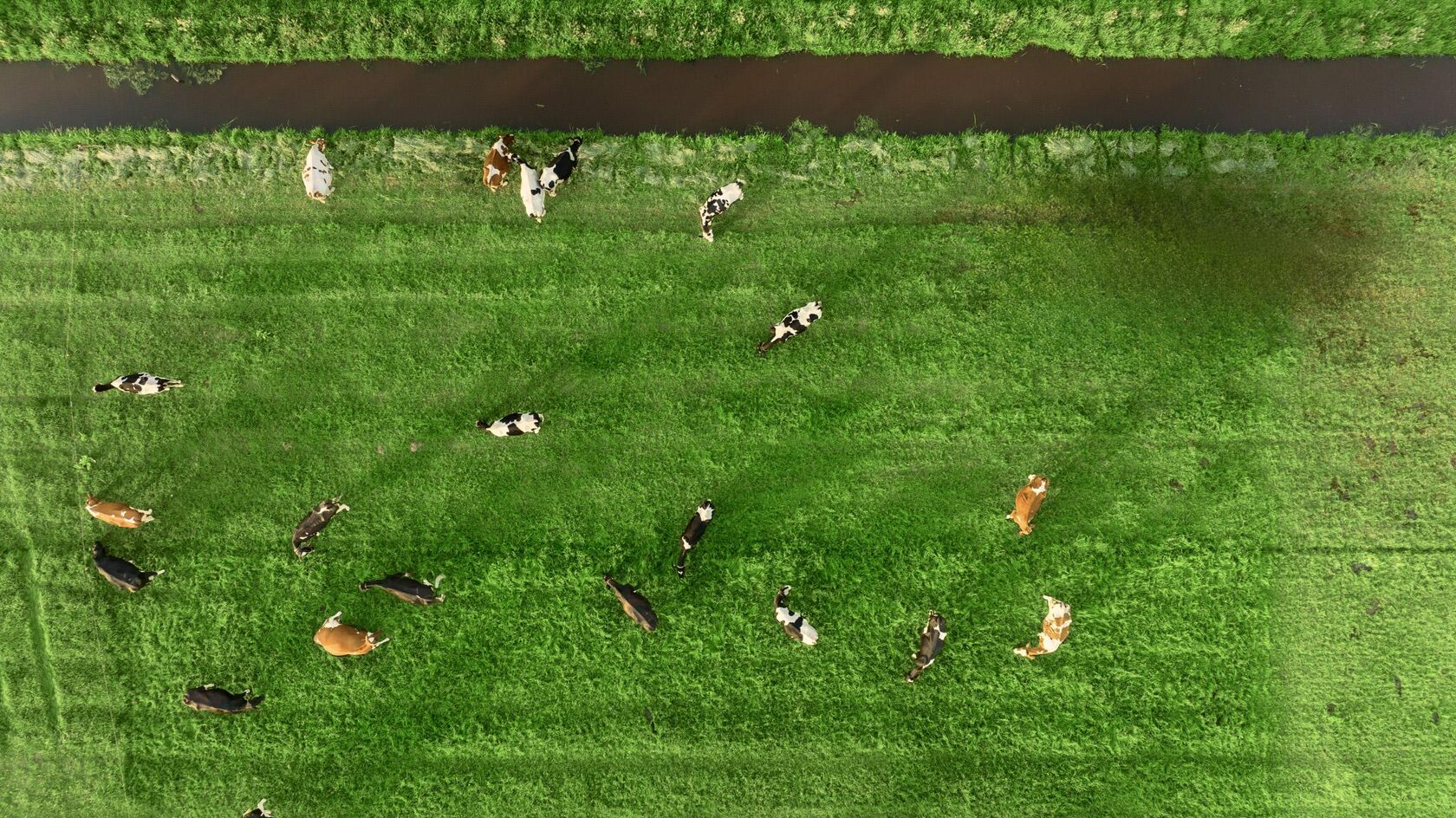 Cattle Methane Emissions and the Biogas Noise Problem in Aerial Gas ...