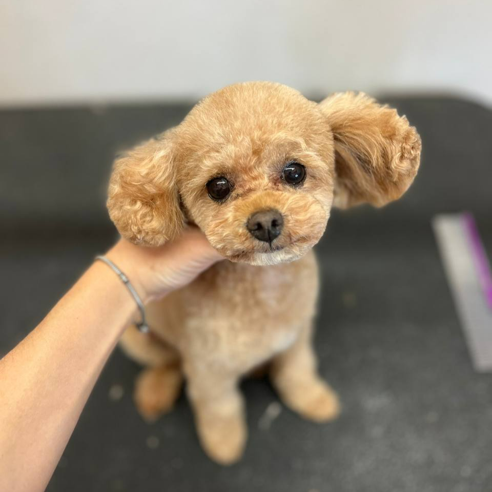 Small poodle after grooming