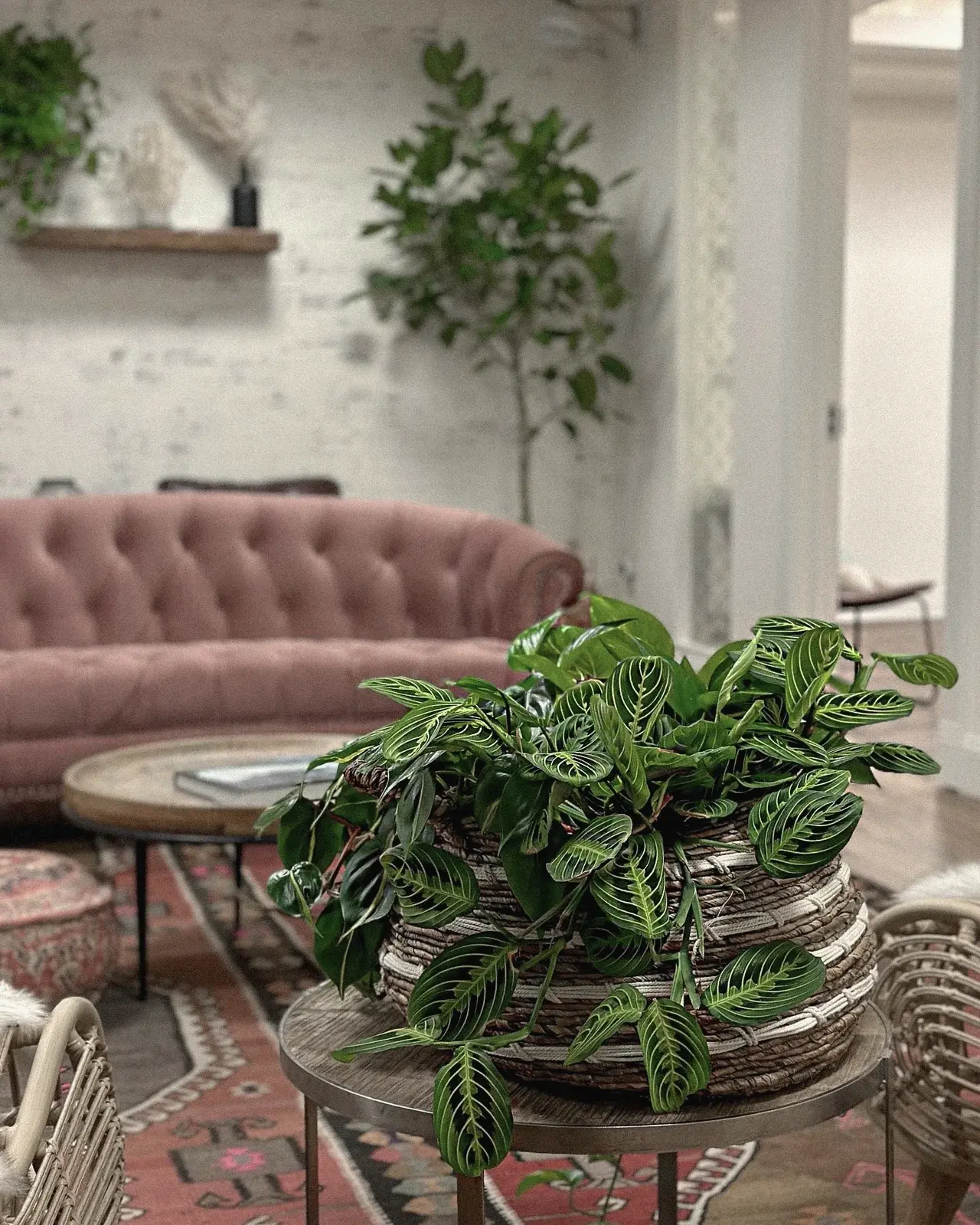 Calathea on a side table by a pink velvet sofa