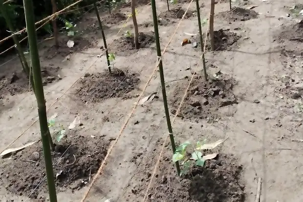 Young plants staked out in prepared beds.