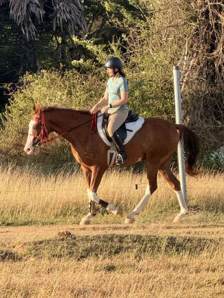 Rider schooling a chestnut pinto horse at golden hour during a horsemanship training holiday at Vonfidel Ranch in Sri Lanka