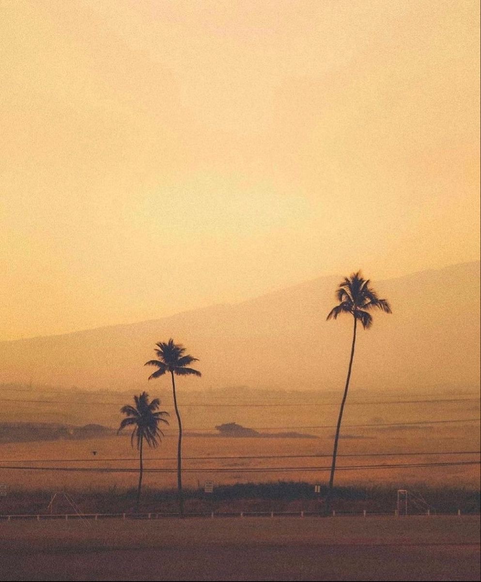 Palm trees in golden sunset light