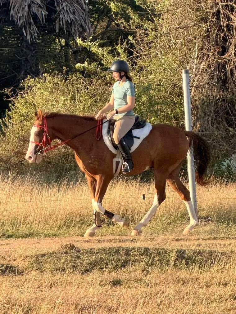 Rider schooling a chestnut pinto horse at golden hour during a horsemanship training holiday at Vonfidel Ranch in Sri Lanka