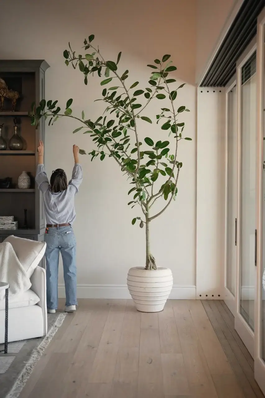 Styling a tall ficus by a sliding door