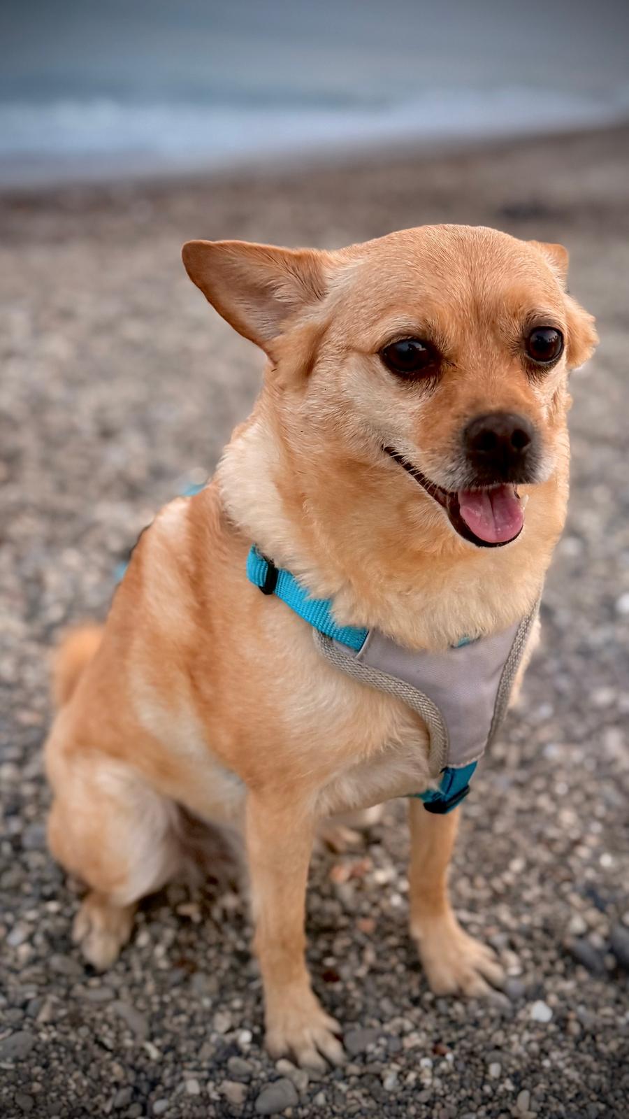 Luigi, rescatado de una protectora
