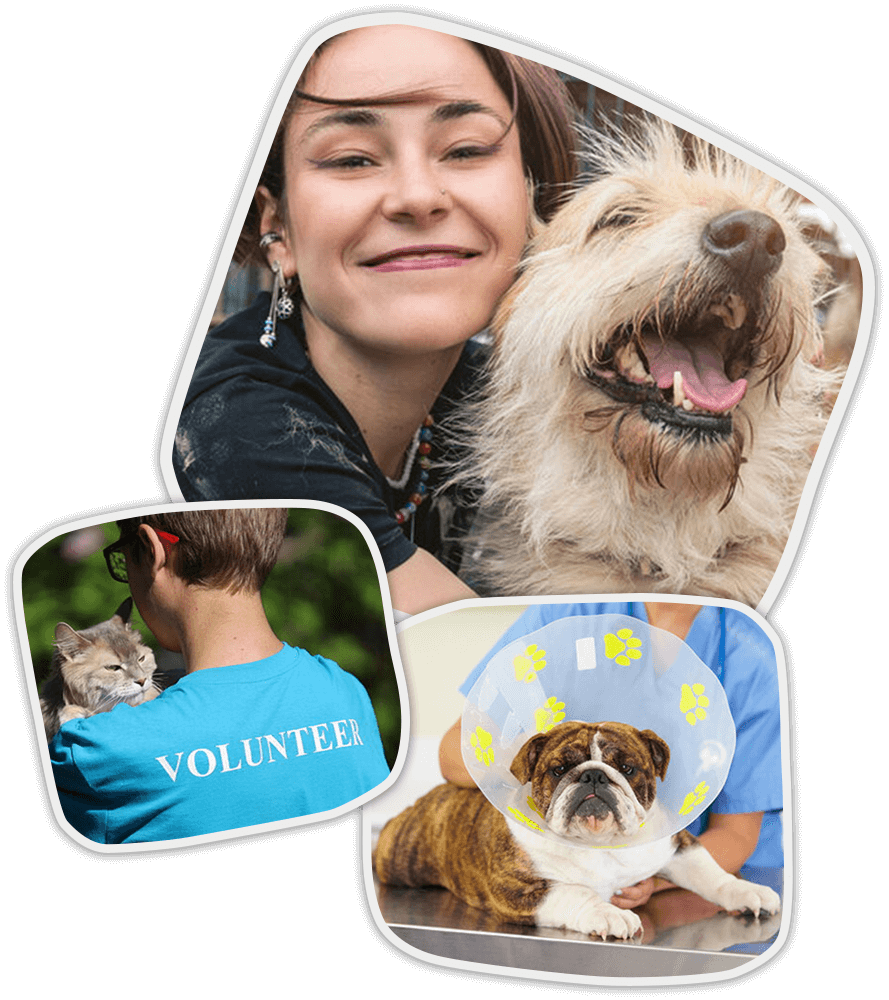 Voluntario cuidando a un perro