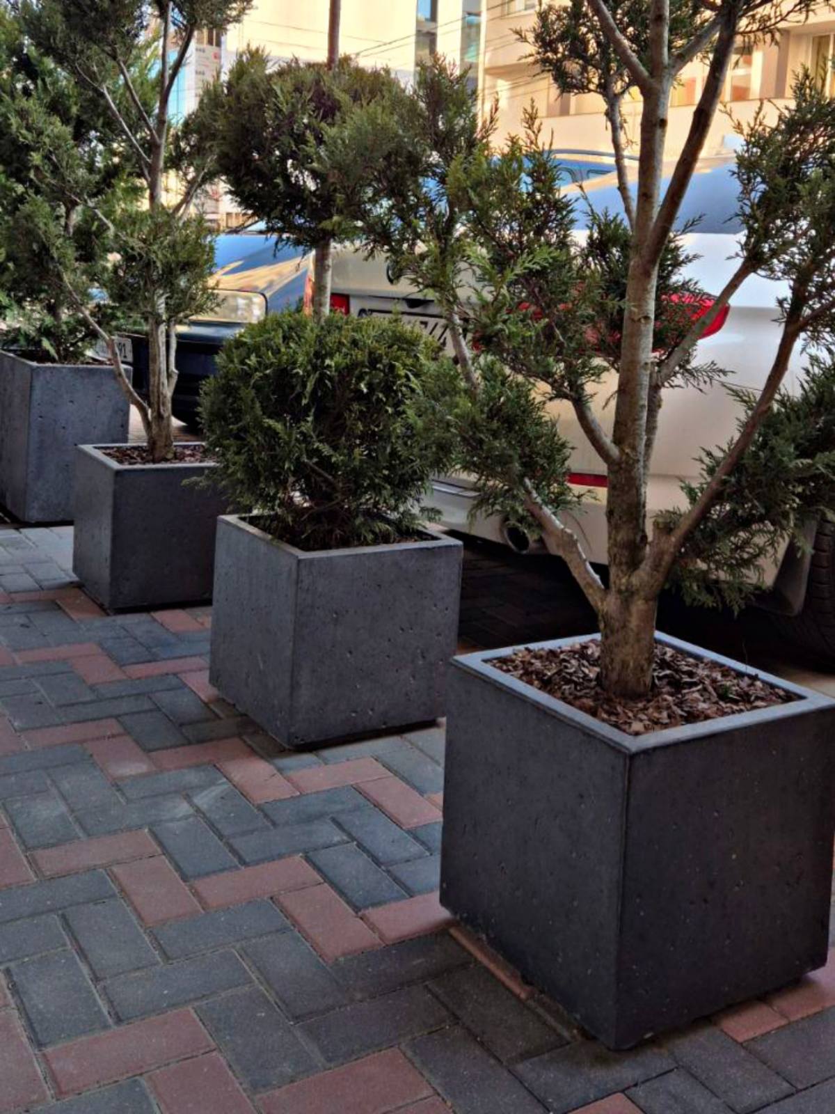 jardiniere pentu arbusti