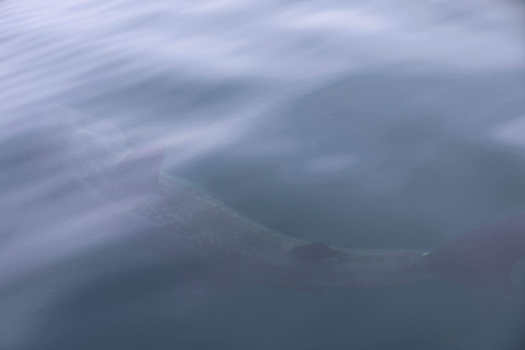 Basking Shark close to the water surface