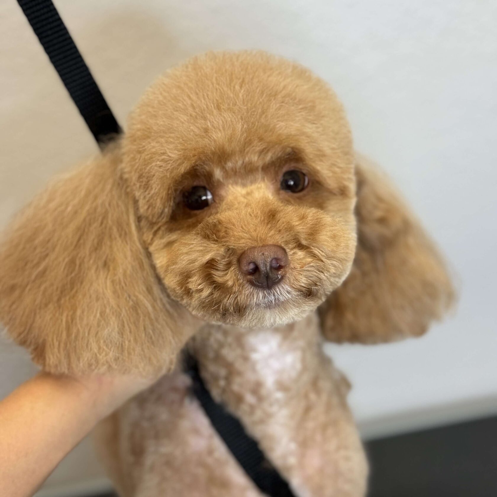 Apricot poodle after grooming